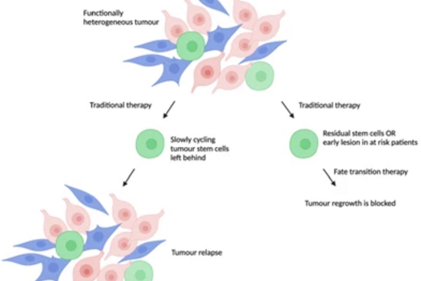 This diagram shows how tumours regrow after traditional therapy, versus this fate transition therapy which blocks tumour regrowth.