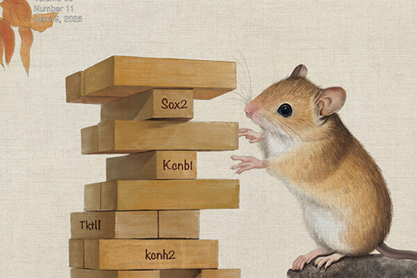 Cover art with a mouse playing jenga