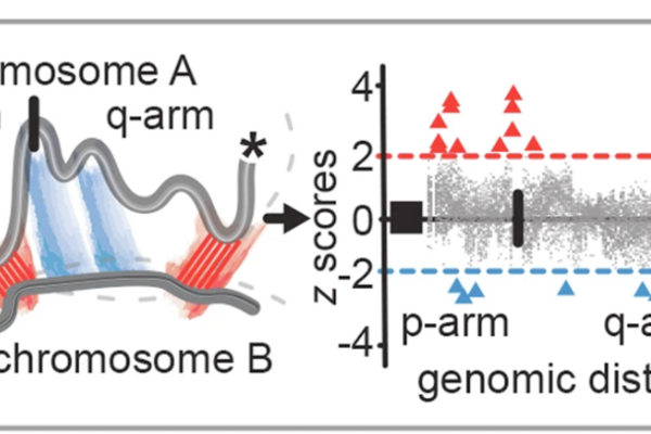 chromosome chart
