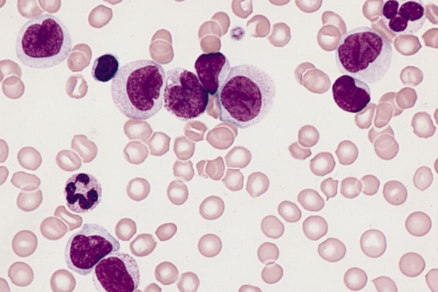 cells