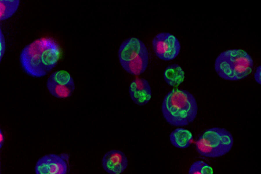 cells