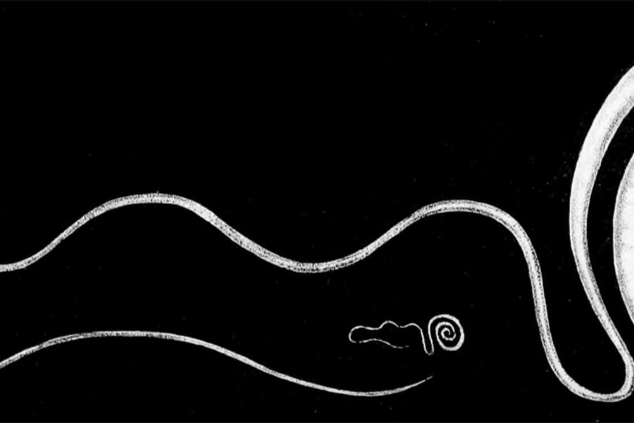 parasite