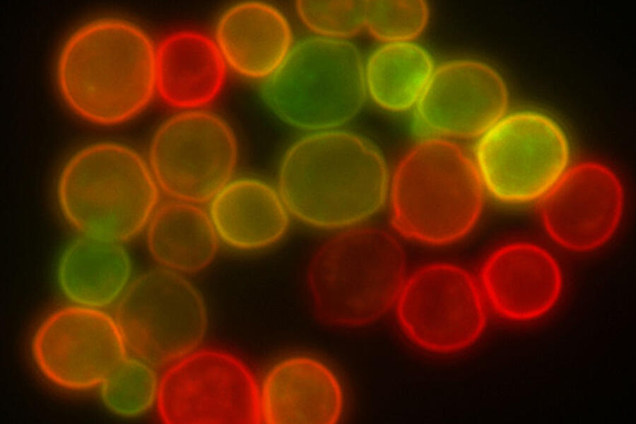 yeast