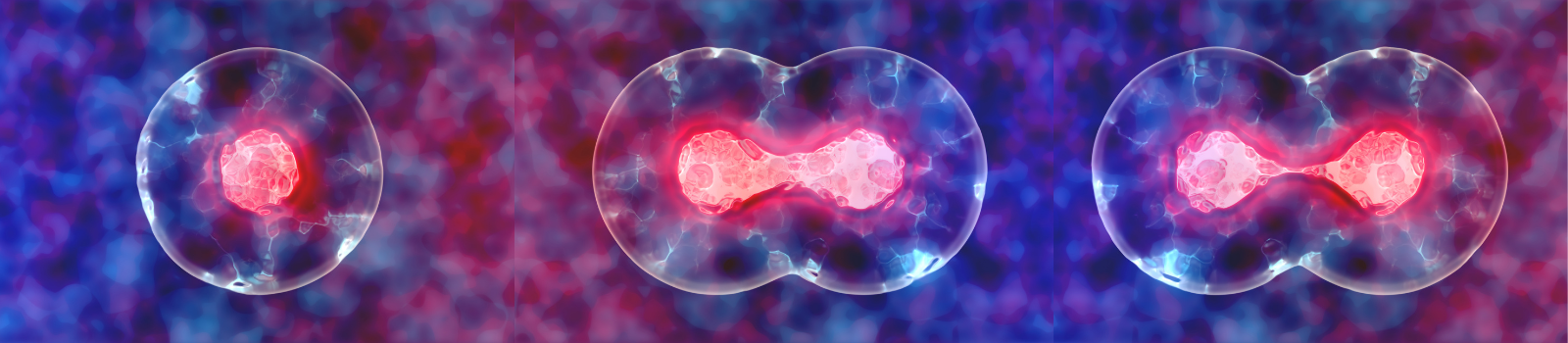 Picture of cell division process