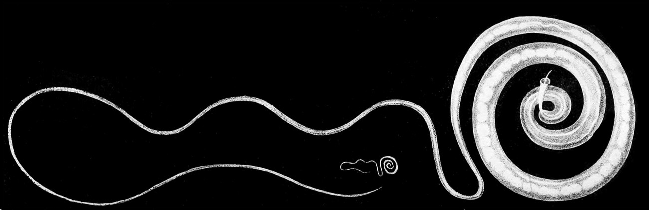 parasite