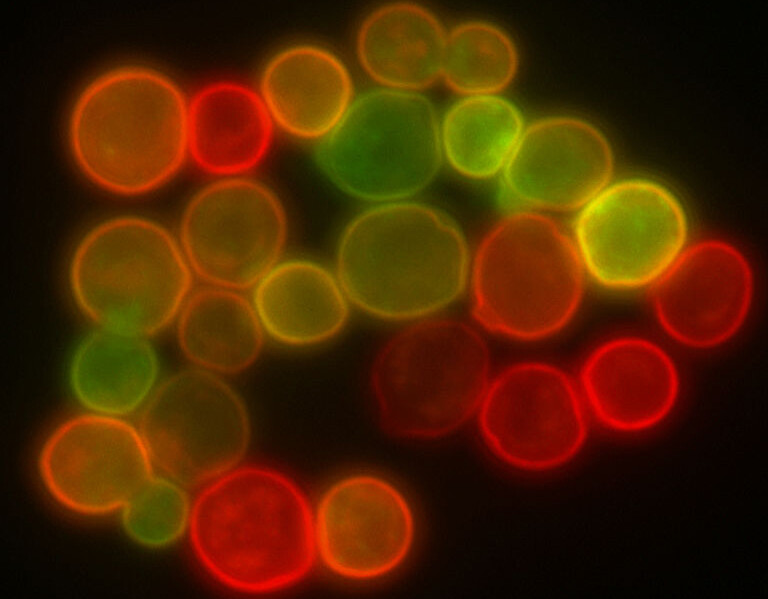 yeast