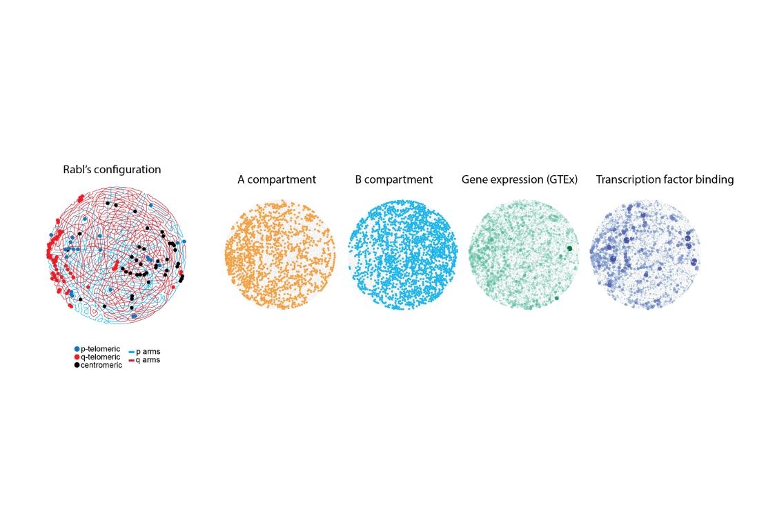 Signature story 3d genome 