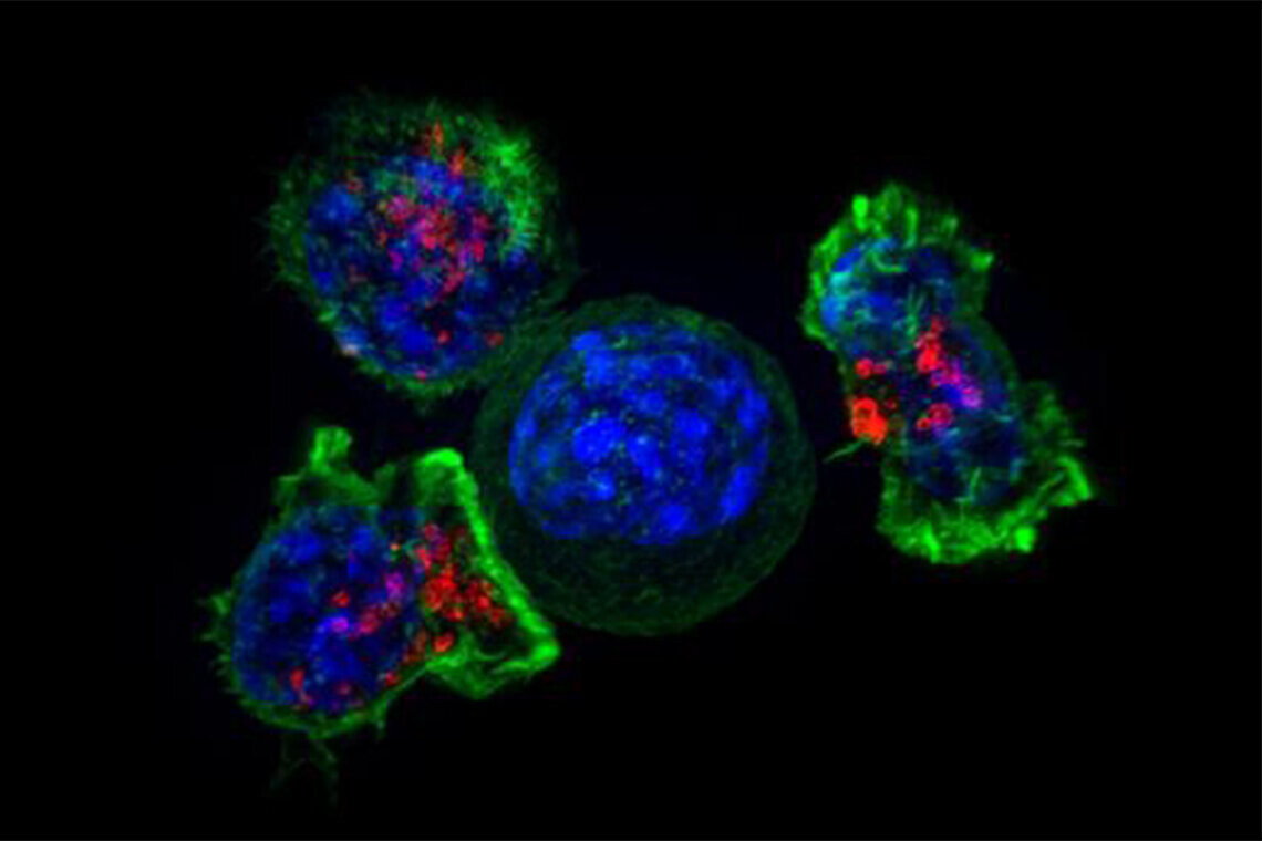 t-cells