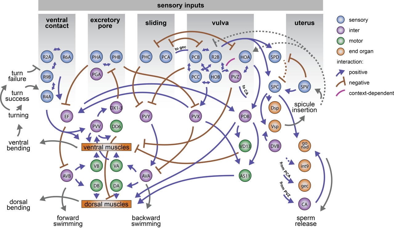 Figure from Susoy et. al. (2021)