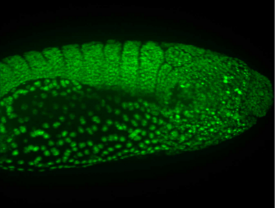 Genetic Models of Development and Disease | Molecular Genetics