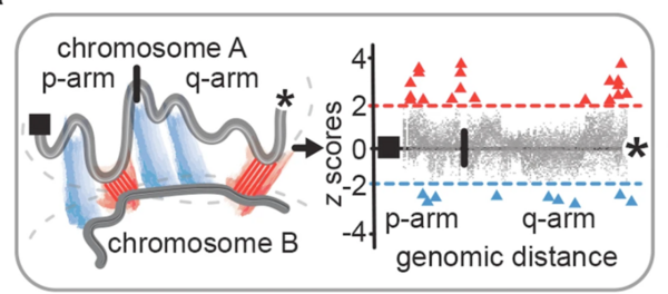 chromosome A chart