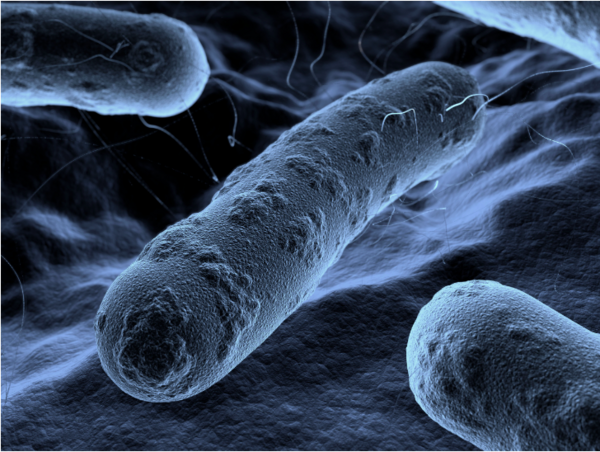 Molecular Microbiology and Infectious Disease graphic