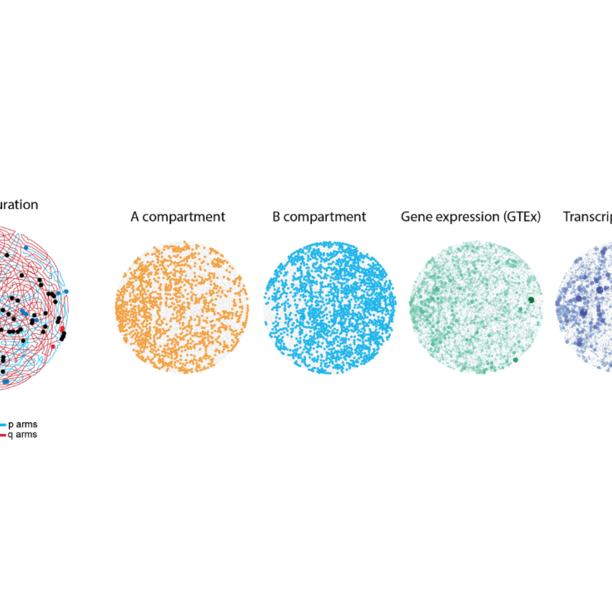 Maass' Lab Develops Machine-Learning Algorithm for Inter-chromosomal ...